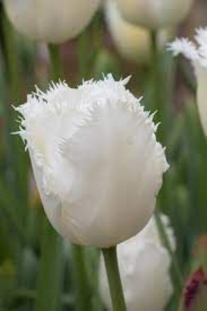 Tulipa Honey Moon Tulipan 'Honey Moon' 5SZT
