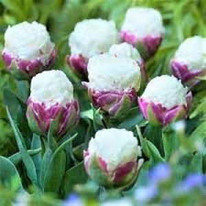 Tulipa Ice Cream Tulipan 'Ice Cream 5SZT