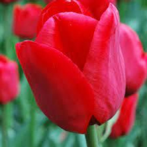 Tulipa Ile De France Tulipan 'Ile De France' 5SZT