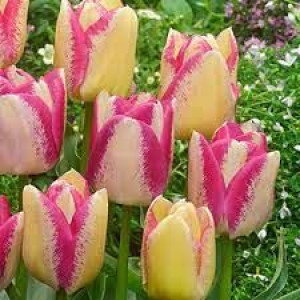Tulipa Del Piero Tulipan 'Del Piero'5SZT