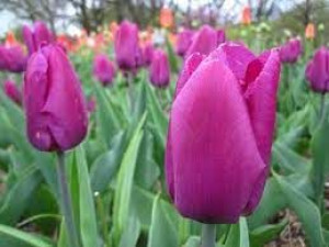 Tulipa Lilac Cup Tulipan 'Lilac Cup' 5SZT