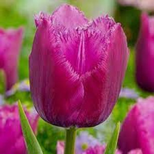Tulipa Louvre Tulipan 'Louvre' 5SZT
