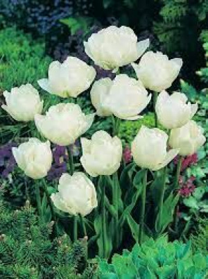 Tulipa Mount Tacoma Tulipan 'Mount Tacoma' 5SZT