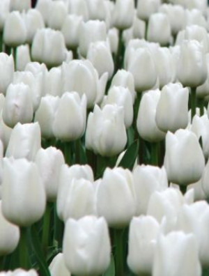 Tulipa New York Tulipan 'New York' 5SZT