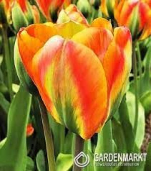 Tulipa Orange Marmelade Tulipan 'Orange Marmelade' 5SZT