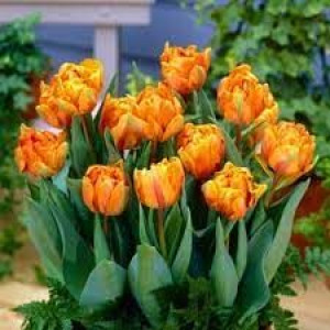 Tulipa Orange Princess Tulipan 'Orange Princess' 5SZT