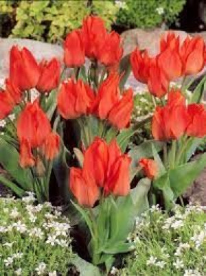Tulipa Orange Toronto Tulipan 'Orange Toronto' 5SZT