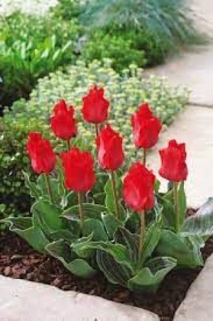 Tulipa Red Riding Hood Tulipan 'Red Riding Hood' 5SZT
