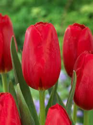 Tulipa Warszawa Tulipan 'Warszawa' 5SZT