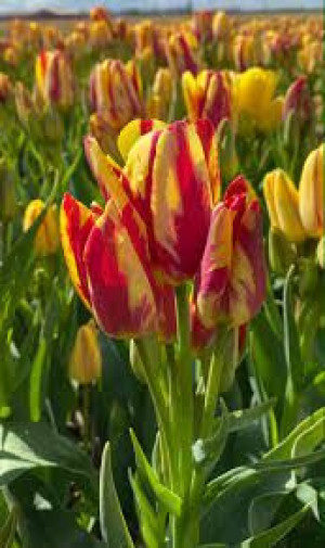 Tulipa Wonder Club Tulipan 'Wonder Club'5SZT