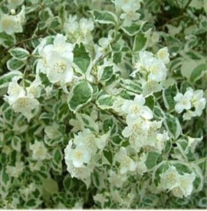 Jaśminowiec Lewisa Variegatus
