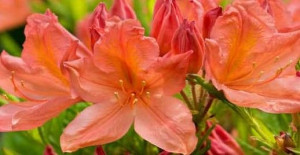 Azalia Wielokwiatowa ,, Saturnus''