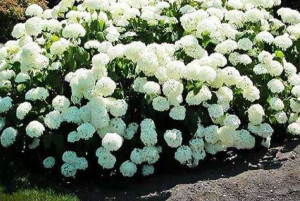 Hortensja Drzewiasta ,, Anabelle ''