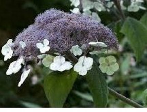 Hortensja Omszona ,, Macrophylla ''