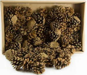 SZYSZKI NATURALNE Z LASU 250g Dekoracja STROIK Susz
