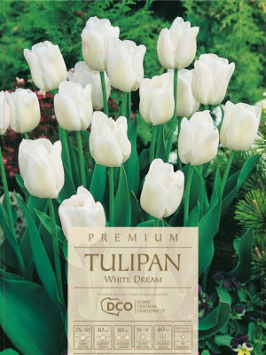 Tulipan White Dream białe kwiaty 7 sztuk, piękne kwiaty
