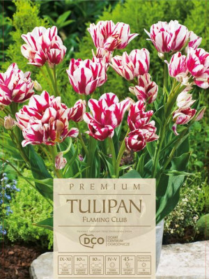 Tulipan Flaming Club 5 sztuk różowo-biały kwiaty, wysokie