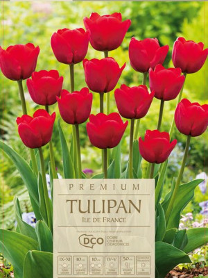 Tulipan Ile De France czerwony 5 sztuk wysokie piękne kwiaty