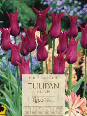 Tulipan Burgundy fioletowy 5 sztuk wielkie kwiaty, piękne
