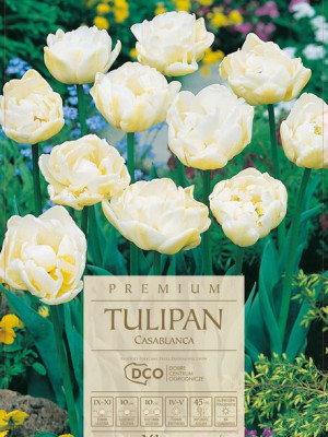 Tulipan Casablanca pełny kremowy 5 sztuk, wysokie duże kwiaty