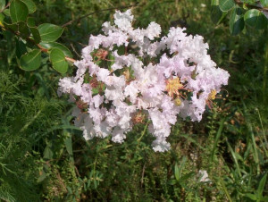 Lagerstroemia bez południa Lafayette 40-60cm C1.5