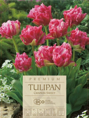 Tulipan Crispion Sweet pełny kwiat różowy 5 sztuk duże kwiaty