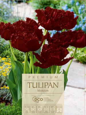 Tulipan Maroon pełny kwiat czerwony/bordowy 5 sztuk, wysokie kwiaty