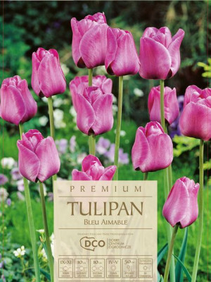 Tulipan Bleu Aimable fioletowy/liliowy 7 sztuk wysokie