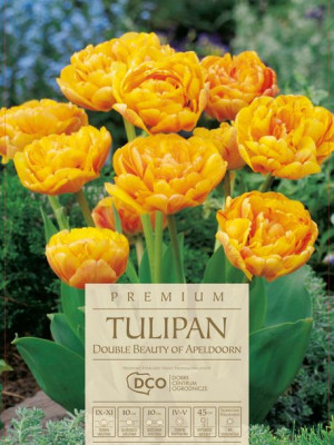 Tulipan Double Beauty Of Apeldoorn pełny kwiat pomarańczowy 7 sztuk