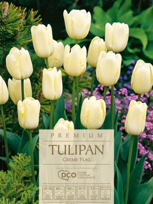 Tulipan Creme Flag kremowe kwiaty 5 sztuk wysokie
