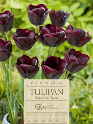 Tulipan Queen Of Night burgund cebulki 7 szt wysokie kwiaty
