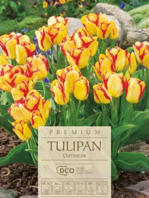 Tulipan Outbreak żółto-czerwono kwiaty 7 sztuk, piękne