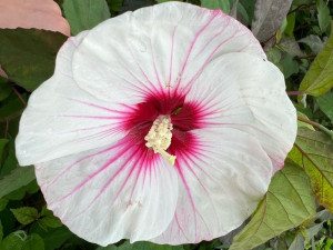 Hibiskus bylinowy Small Wonder P9 sadzonka bylina do ogrodu