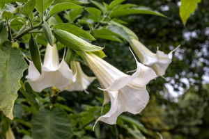 Brugmansja datura biała White C2