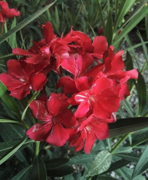 Oleander czerwony sadzonki 1L