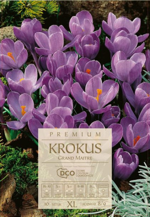 Krokus Grand Maitre fioletowe kwiaty  10 sztuk