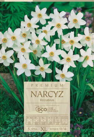 Narcyz Recurvus pachnące kwiaty 5 sztuk białe kwwiaty