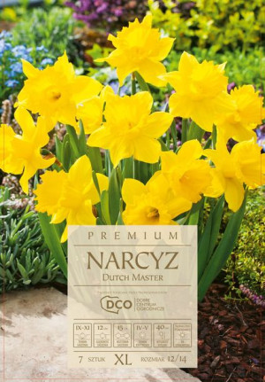 Narcyz Dutch Master 10 sztuk żółte kwiaty, wysokie