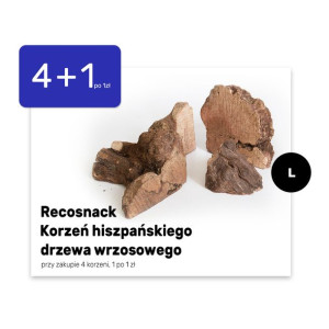 Korzeń hiszpańskiego drzewa wrzosowego L 4+1