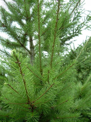 Daglezja Zielona sadzonki DAUGLAS 20-40 cm