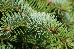Świerk Serbski Picea Omorica 3 latek SZKÓŁKOWANY