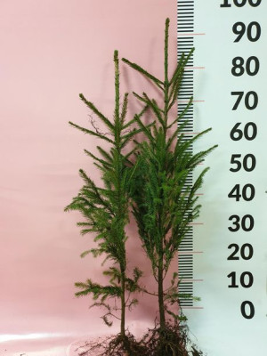 Świerk pospolity 4 l XXL SZKÓŁKOWANY Picea Abies