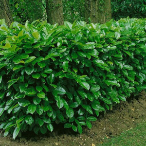 Laurowiśnia wschodnia ROTUNDIFOLIA 40-60 cm