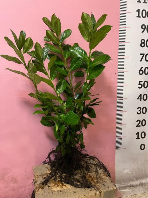Laurowiśnia wschodnia NOVITA XXXL 60-80cm sadzonki