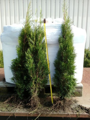 Tuja SZMARAGD sadzonki 80-100 cm smaragd