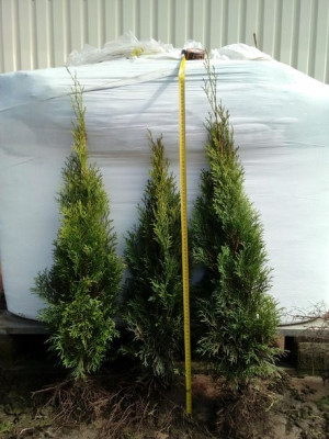 Tuja SZMARAGD sadzonki 40-60 cm smaragd