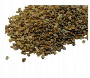 Esparceta miododajna, na poplon 1kg