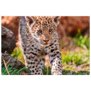 Mayra - Tambako The Jaguar   - obraz drukowany  30x20cm