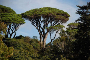 Sosna pinia pinus pinea 100-120cm C2