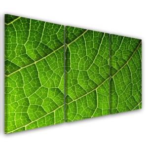OBRAZ TRYPTYK Zielone Liście Natura 120x80